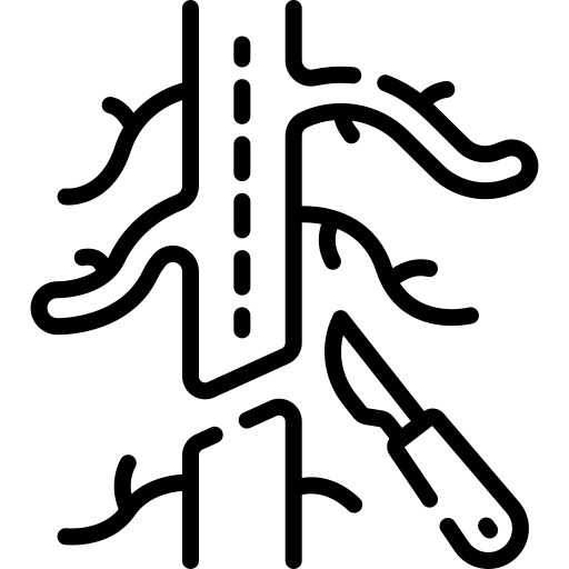 VEINS / VARICOSE VEINS